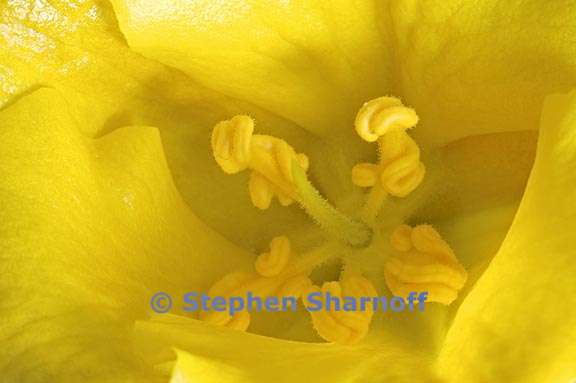 fremontodendron californicum 4 graphic